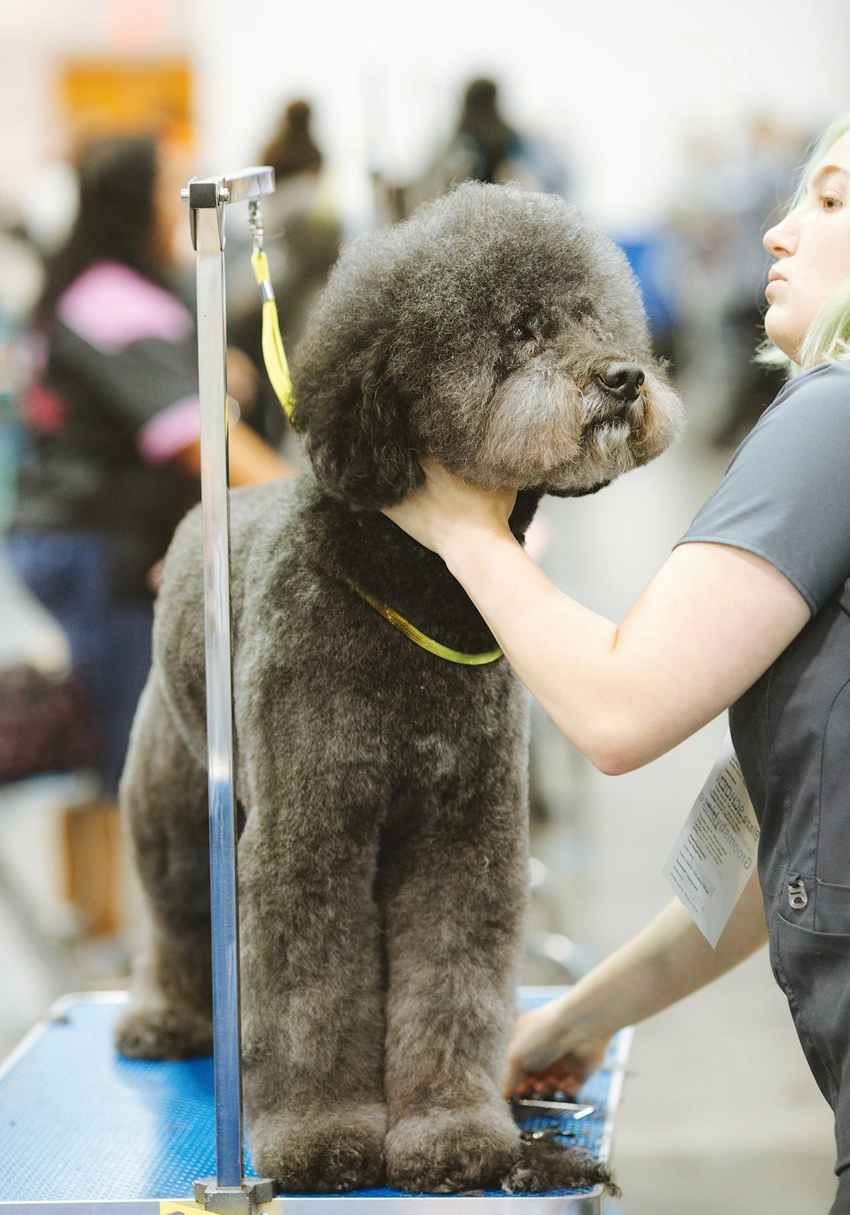 A professional dog groomer at work, the kind of service a dog groomer website helps promote