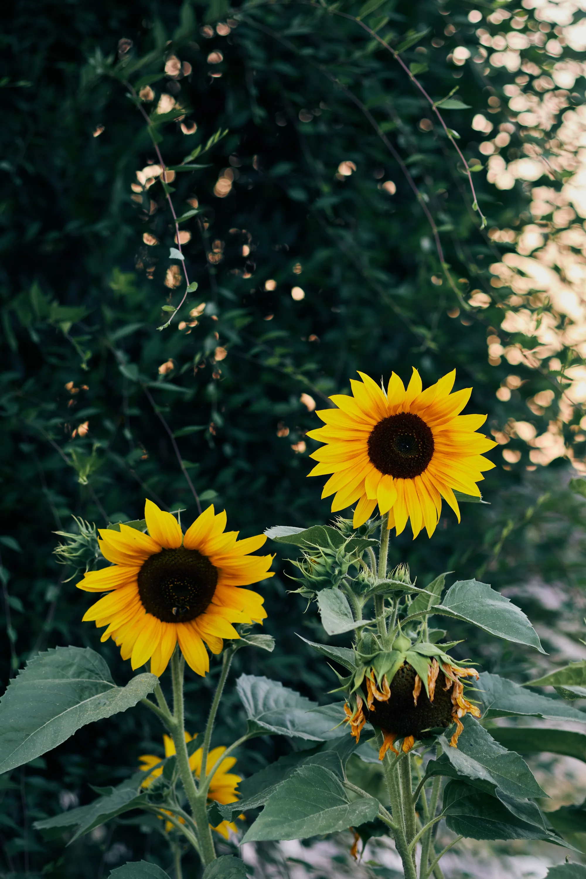 sunflowers-new-beginnings-novauria-aesthetics-august.jpg